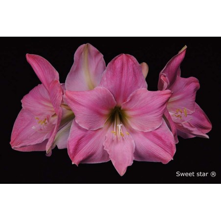 Amaryllis Sweet Star | Order giant amaryllis bulbs | Amaranth Amarylis