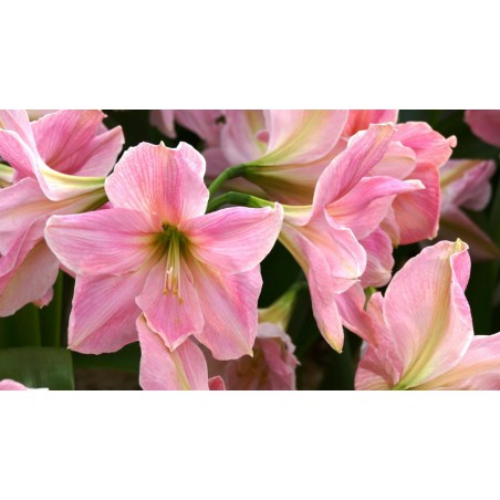 Amaryllis Sweet Star | Order giant amaryllis bulbs | Amaranth Amarylis