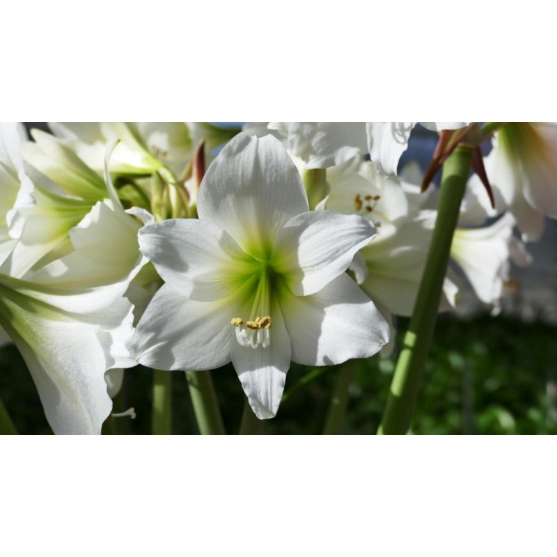 White Amaryllis Flower Bulb White Garden Amaranth