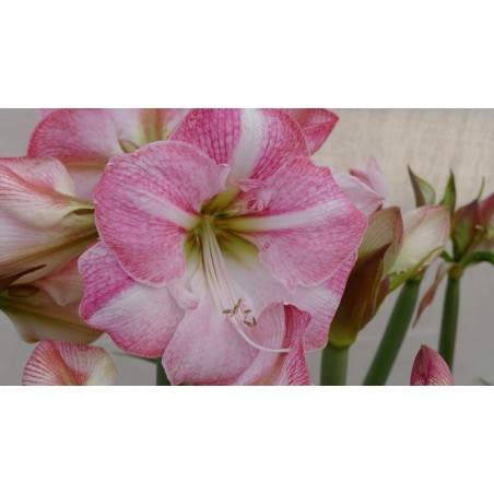 Amaryllis Blossom Grandise® | Order At Amaranth-Amaryllis.com