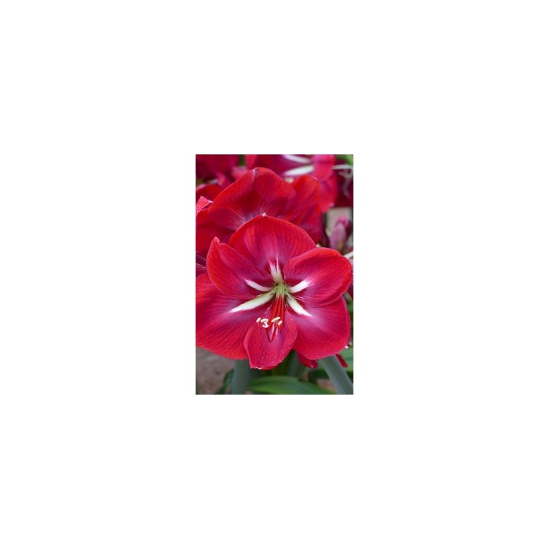 Amaryllis Happy Grandise® | Order at Amaranth-Amaryllis.com