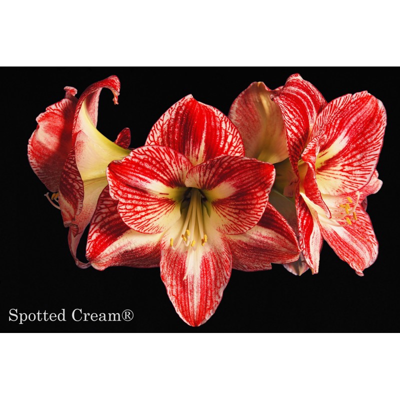 Amaryllis Spotted Cream | Order An Amaryllis Bulb Directly From The Grower!