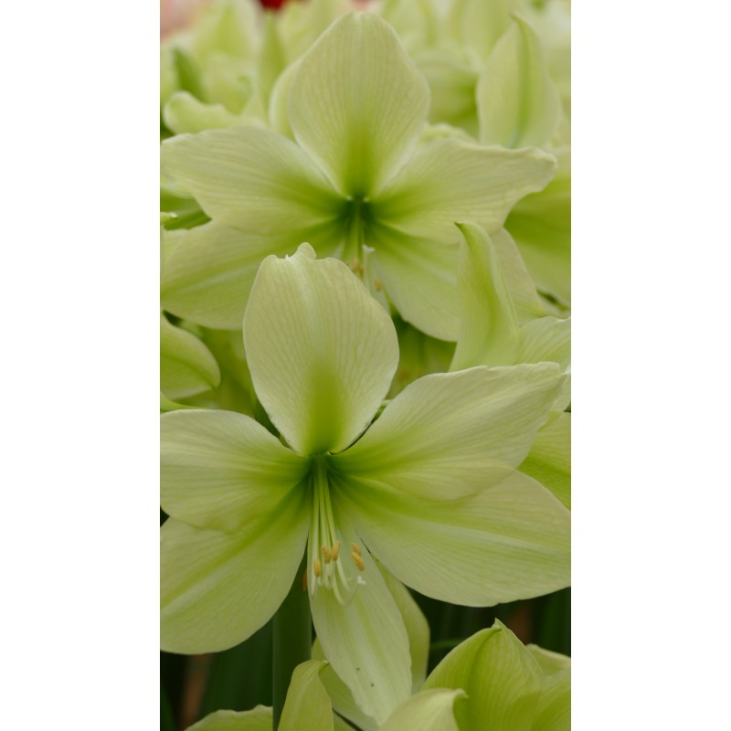 Yellow amaryllis | Unique Amaryllis bulb varieties | Amaranth-Amaryllis.com