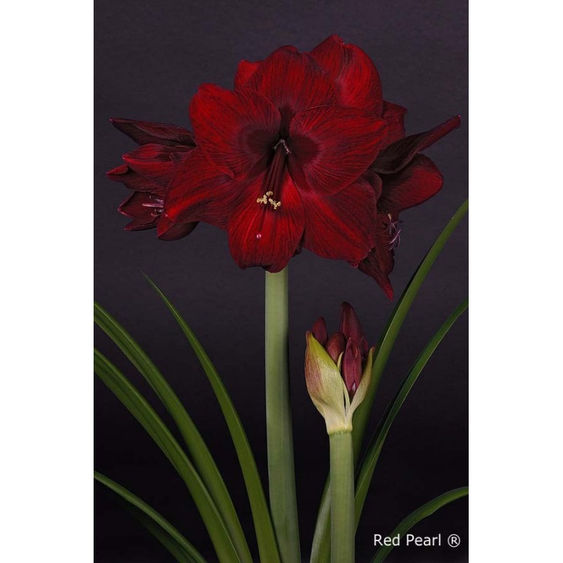 Amaryllis Red Pearl Buy online A beautiful scarlet amaryllis