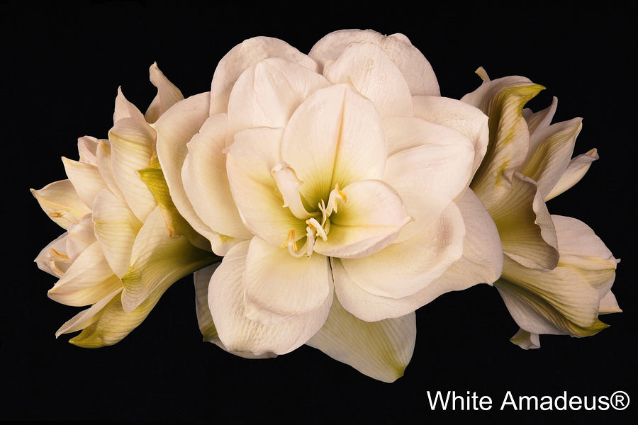 White Amadeus amaryllisbollen