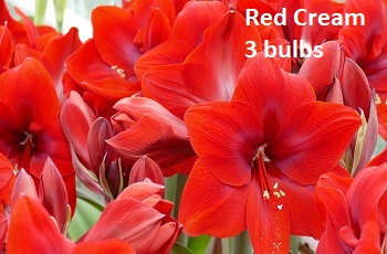 Red Cream 3 bulbs.jpg